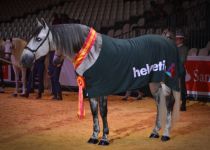 X YACO DE TORRELUNA, DE SPANISH VICOBA, CAMPEON DE ESP